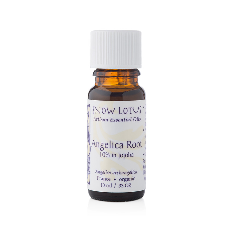 Angelica Root